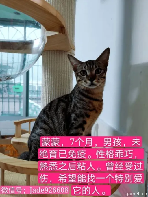 猫之城稀有猫咪速成攻略:轻松解锁珍稀萌宠 猫之城稀有猫咪速成攻略:轻松解锁珍稀萌宠